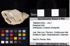 Foto (Objket + Etiketten) von Decapoda indet. 